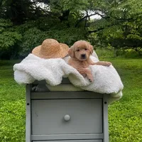 Liberty, a female Miniature Goldendoodle for sale in Ottsville, PA – Photo 1 of 4