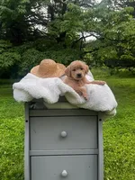 Liberty, a female Miniature Goldendoodle for sale in Ottsville, PA – Photo 1 of 4