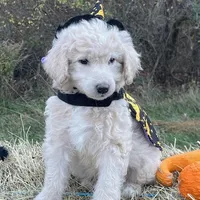 Gomez Addams (mini), a male Miniature Goldendoodle for sale in Ottsville, PA – Photo 3 of 3