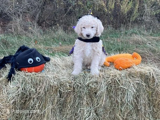 Gomez Addams (mini), a male Miniature Goldendoodle for sale in Ottsville, PA – Photo 1 of 3