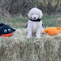 Gomez Addams (mini), a male Miniature Goldendoodle for sale in Ottsville, PA – Photo 1 of 3