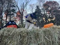 Morticia Addams, a female Miniature Goldendoodle for sale in Ottsville, PA – Photo 3 of 4