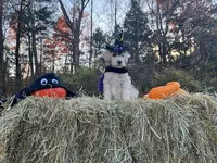 Morticia Addams, a female Miniature Goldendoodle for sale in Ottsville, PA – Photo 4 of 4