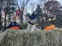 Morticia Addams, a female Miniature Goldendoodle for sale in Ottsville, PA – Photo 2 of 4