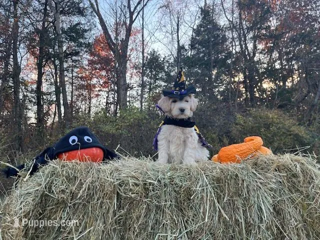 Morticia Addams, a female Miniature Goldendoodle for sale in Ottsville, PA – Photo 1 of 4