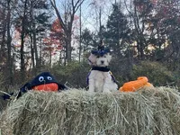 Morticia Addams, a female Miniature Goldendoodle for sale in Ottsville, PA – Photo 1 of 4