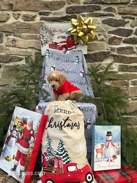 Aspen mini, a male Miniature Labradoodle for sale in Ottsville, PA – Photo 1 of 5