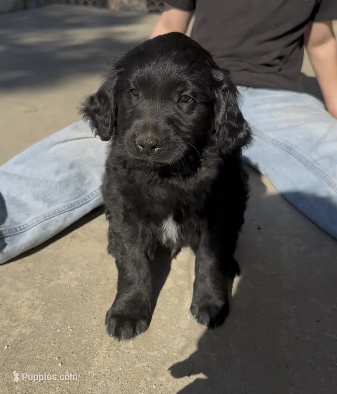 Yellow Collar – Great Pyrenees, Golden Retriever puppy for sale in Hemet, CA