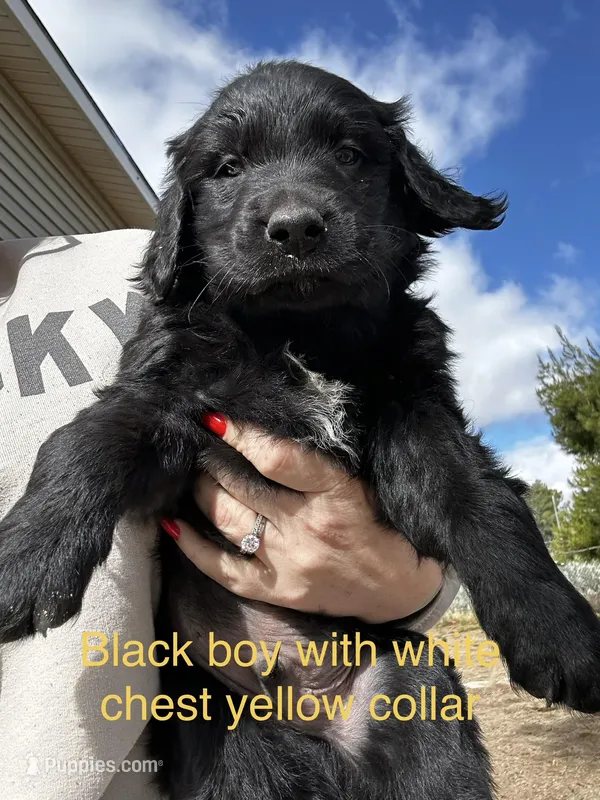 Yellow Collar – Great Pyrenees, Golden Retriever puppy for sale in Hemet, CA