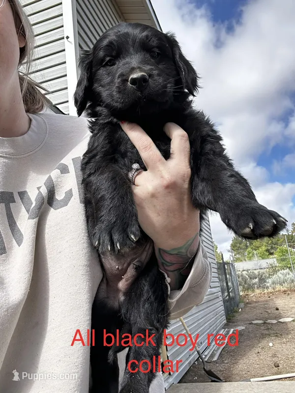 Red Collar – Great Pyrenees, Golden Retriever puppy for sale in Hemet, CA