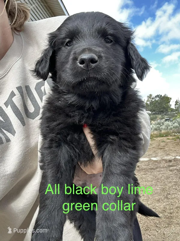 Green Collar – Great Pyrenees, Golden Retriever puppy for sale in Hemet, CA