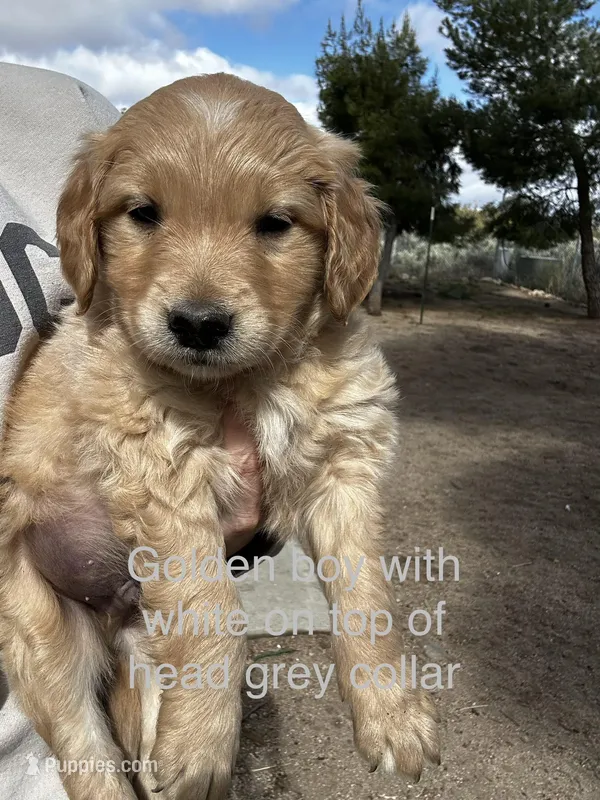 Grey Collar – Great Pyrenees, Golden Retriever puppy for sale in Hemet, CA