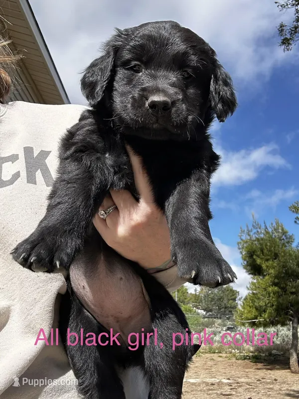 Pink Collar  – Great Pyrenees, Golden Retriever puppy for sale in Hemet, CA