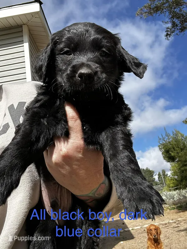 Blue Collar – Great Pyrenees, Golden Retriever puppy for sale in Hemet, CA