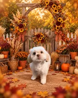 Whitey, a female Shih Tzu for sale in Inman, SC – 1 of 2