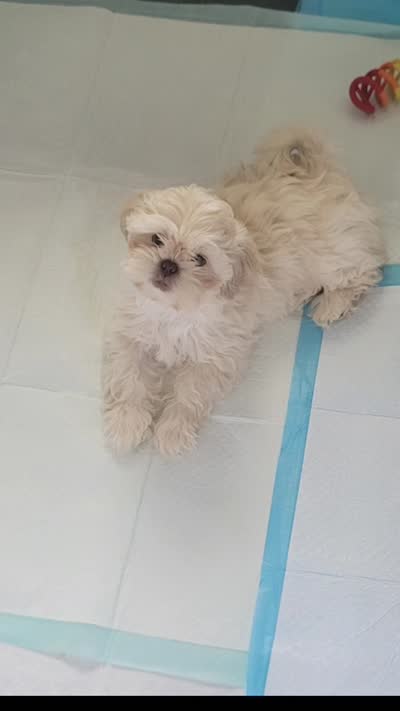 Whitey, a female Shih Tzu for sale in Inman, SC – 2 of 2