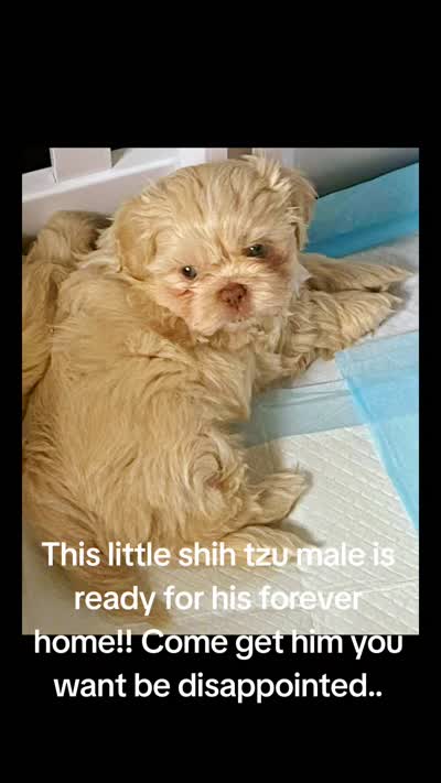 Trophy, a male Shih Tzu for sale in Inman, SC – 2 of 2