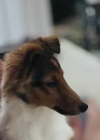 Daisy Mae -  $1999.00 AKC / CH/GCH bloodline Health Tested Parents, a female Shetland Sheepdog for sale in Tazewell, VA – 2 of 8