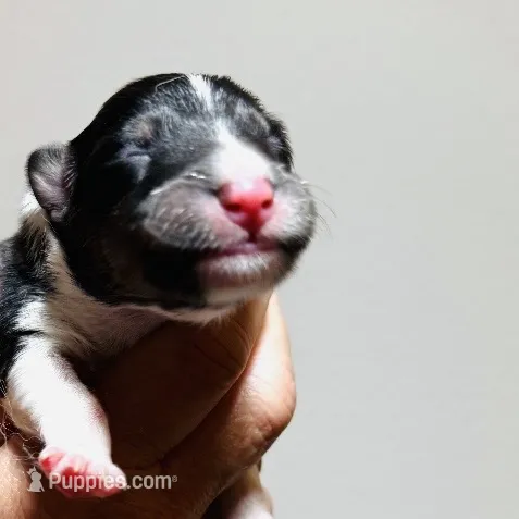 Tri-Color AKC DNA Health Tested – Shetland Sheepdog puppy for sale in Tazewell, VA