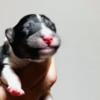 August Puppies Arrivef, a male Shetland Sheepdog for sale in Tazewell, VA – 3 of 4