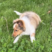 Sandra Dee “ Summer SALE” AKC CH DNA Paired / Health Tested Parents , a female Shetland Sheepdog for sale in Tazewell, VA – 3 of 8
