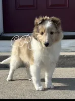 $1650  Firm! AKC DNA CH/GCH Available - Prince Charming - 1 blue eye “, a male Shetland Sheepdog for sale in Tazewell, VA – 10 of 10
