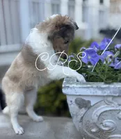 $1650  Firm! AKC DNA CH/GCH Available - Prince Charming - 1 blue eye “, a male Shetland Sheepdog for sale in Tazewell, VA – 2 of 10