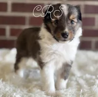 Daisy Mae -  $1999.00 AKC / CH/GCH bloodline Health Tested Parents, a female Shetland Sheepdog for sale in Tazewell, VA – 5 of 8