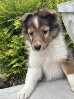 Daisy Mae -  $2250  2lbs 8 ozs AKC / CGH/ Health Tested Parents, a female Shetland Sheepdog for sale in Tazewell, VA – 5 of 10