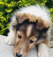 Daisy Mae -  $2250  2lbs 8 ozs AKC / CGH/ Health Tested Parents, a female Shetland Sheepdog for sale in Tazewell, VA – 8 of 10