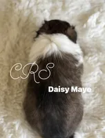 Daisy Mae -  $1999.00 AKC / CH/GCH bloodline Health Tested Parents, a female Shetland Sheepdog for sale in Tazewell, VA – 4 of 8