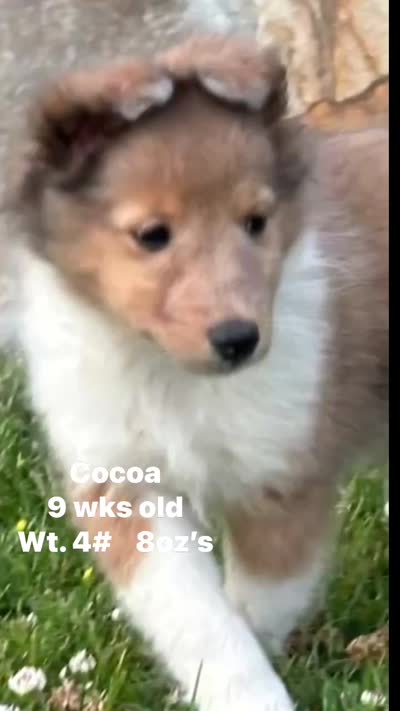 Cocoa Sable Merle-  $2250 AKC - CGH Genetically Health Tested Parents, a male Shetland Sheepdog for sale in Tazewell, VA – 10 of 10