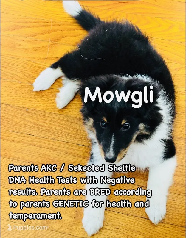 VA - Potty Training - Tri-Color AKC DNA Health Tested results Clear  – Shetland Sheepdog puppy for sale in Tazewell, VA