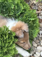 Cocoa Sable Merle-  $2250 AKC - CGH Genetically Health Tested Parents, a male Shetland Sheepdog for sale in Tazewell, VA – 9 of 10