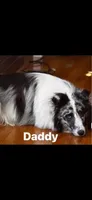 Tri-Color AKC DNA Health Tested results Clear , a male Shetland Sheepdog for sale in Tazewell, VA – 5 of 6