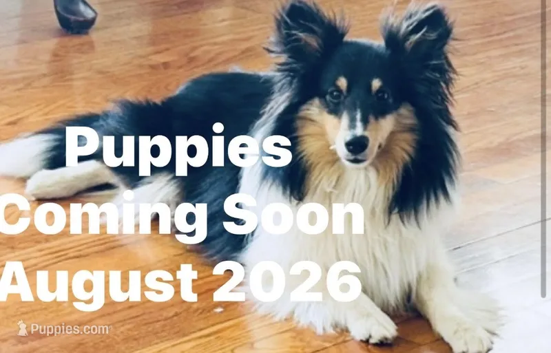 August puppies AKC / CH/GCH bloodline Health Tested Parents – Shetland Sheepdog puppy for sale in Tazewell, VA