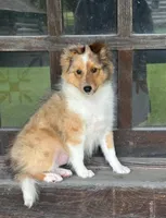 Sandra Dee “ Summer SALE” AKC CH DNA Paired / Health Tested Parents , a female Shetland Sheepdog for sale in Tazewell, VA – 2 of 8