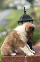 Cocoa Sable Merle-  $2250 AKC - CGH Genetically Health Tested Parents, a male Shetland Sheepdog for sale in Tazewell, VA – 3 of 10