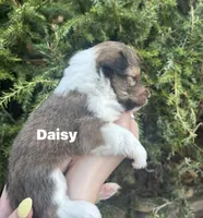 Daisy, a female Shetland Sheepdog for sale in Tazewell, VA – Photo 3 of 5