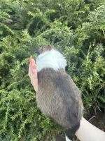 Daisy, a female Shetland Sheepdog for sale in Tazewell, VA – Photo 5 of 5