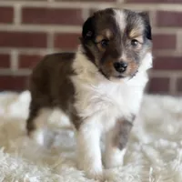 Daisy Maye, a female Shetland Sheepdog for sale in Tazewell, VA – Photo 2 of 8