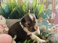 Daisy, a female Shetland Sheepdog for sale in Tazewell, VA – Photo 4 of 5