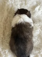 Daisy Maye, a female Shetland Sheepdog for sale in Tazewell, VA – Photo 3 of 8