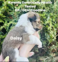 Daisy, a female Shetland Sheepdog for sale in Tazewell, VA – Photo 1 of 5