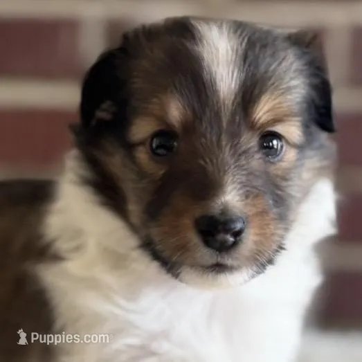 Daisy Maye – Shetland Sheepdog puppy for sale in Tazewell, VA