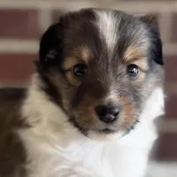 Daisy Maye, a female Shetland Sheepdog for sale in Tazewell, VA – Photo 1 of 8