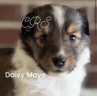 Daisy Mae -  $1999.00 AKC / CH/GCH bloodline Health Tested Parents, a female Shetland Sheepdog for sale in Tazewell, VA – 6 of 8