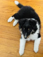 VA - Tri-Color AKC DNA Health Tested results Clear , a male Shetland Sheepdog for sale in Tazewell, VA – 2 of 4
