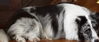 Tri-Color AKC DNA Health Tested results Clear , a male Shetland Sheepdog for sale in Tazewell, VA – 6 of 6