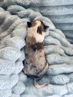 Zeus, a male Shetland Sheepdog for sale in Tazewell, VA – Photo 7 of 7